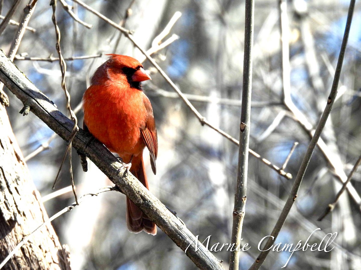 Cardinal rouge - ML616303055