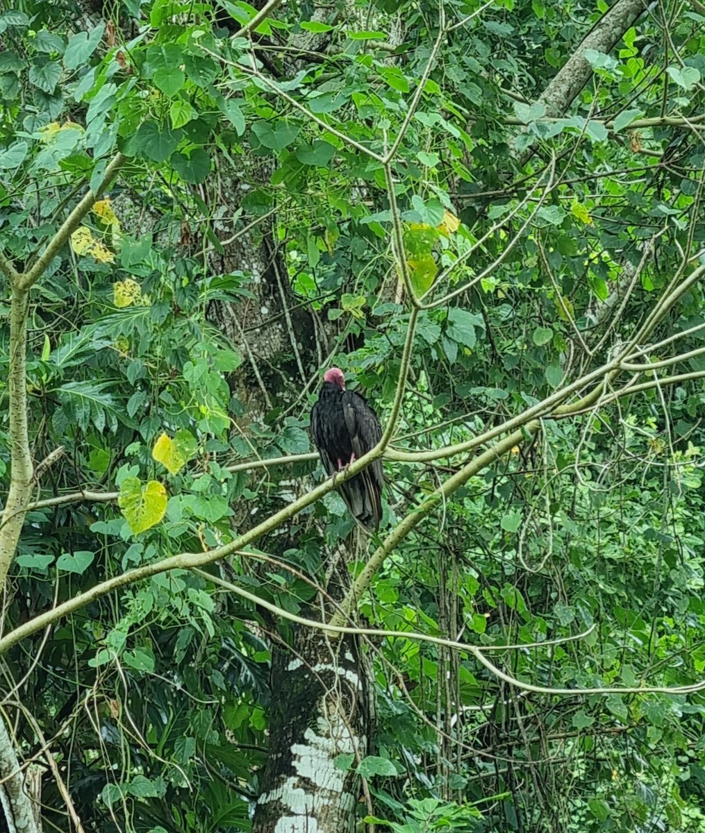 Turkey Vulture - ML616303131