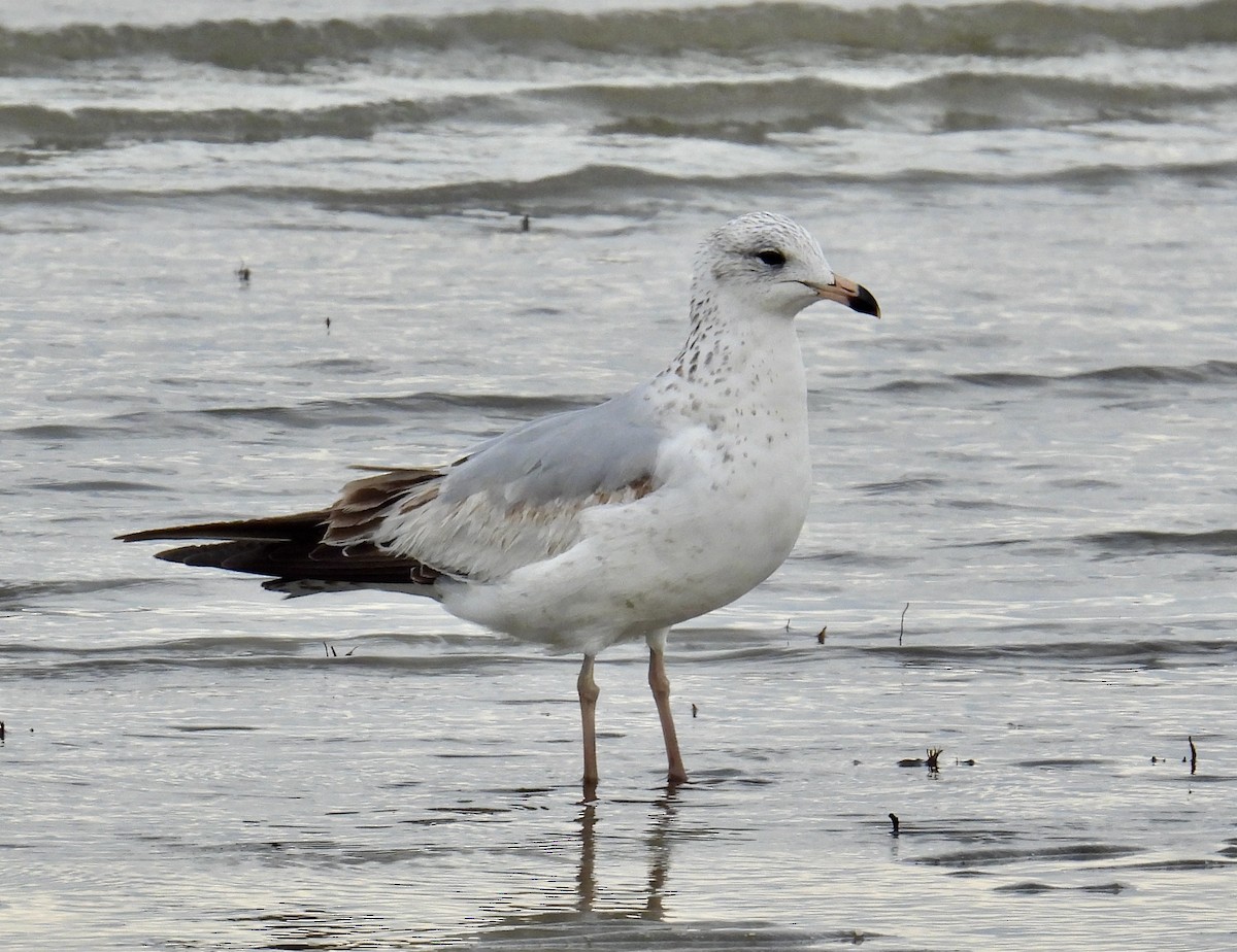 Ring-billed Gull - ML616303147