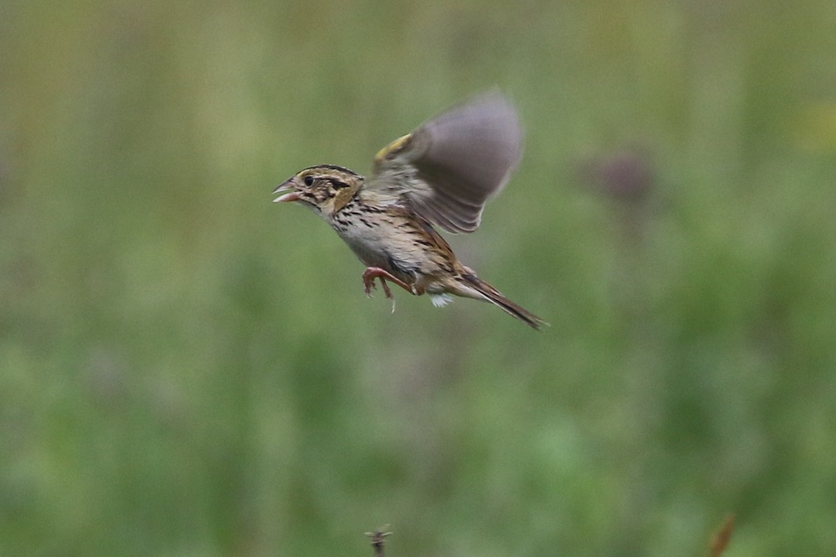 Henslow's Sparrow - ML61630321