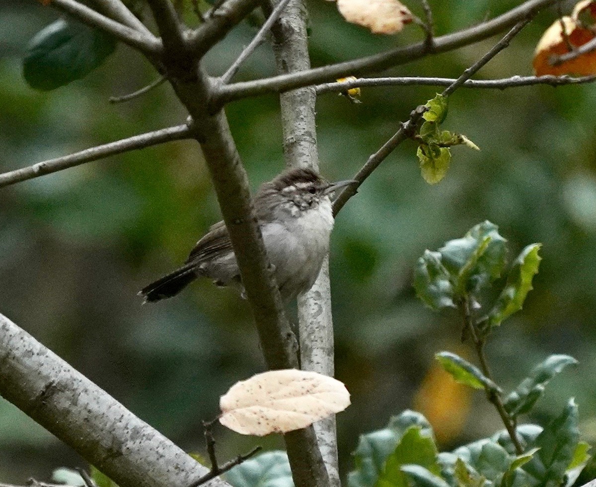 Bewick's Wren - ML616303261