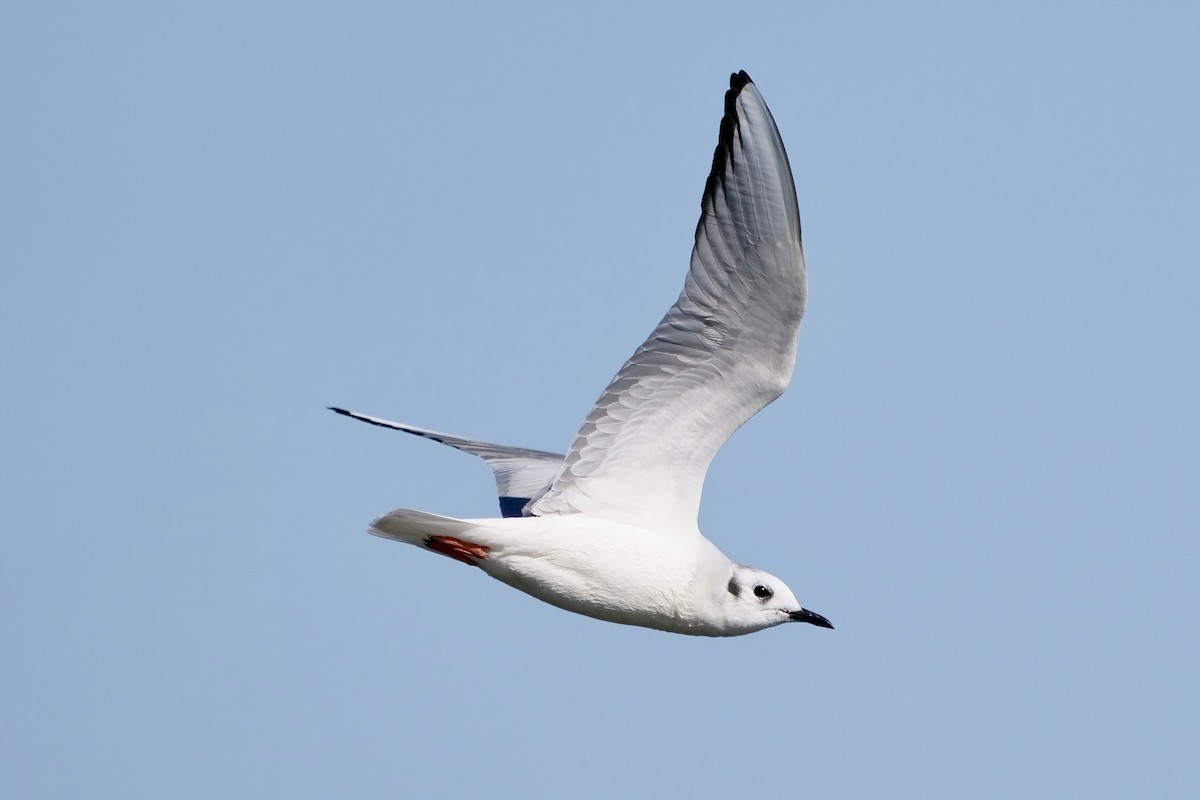 Mouette de Bonaparte - ML616303332