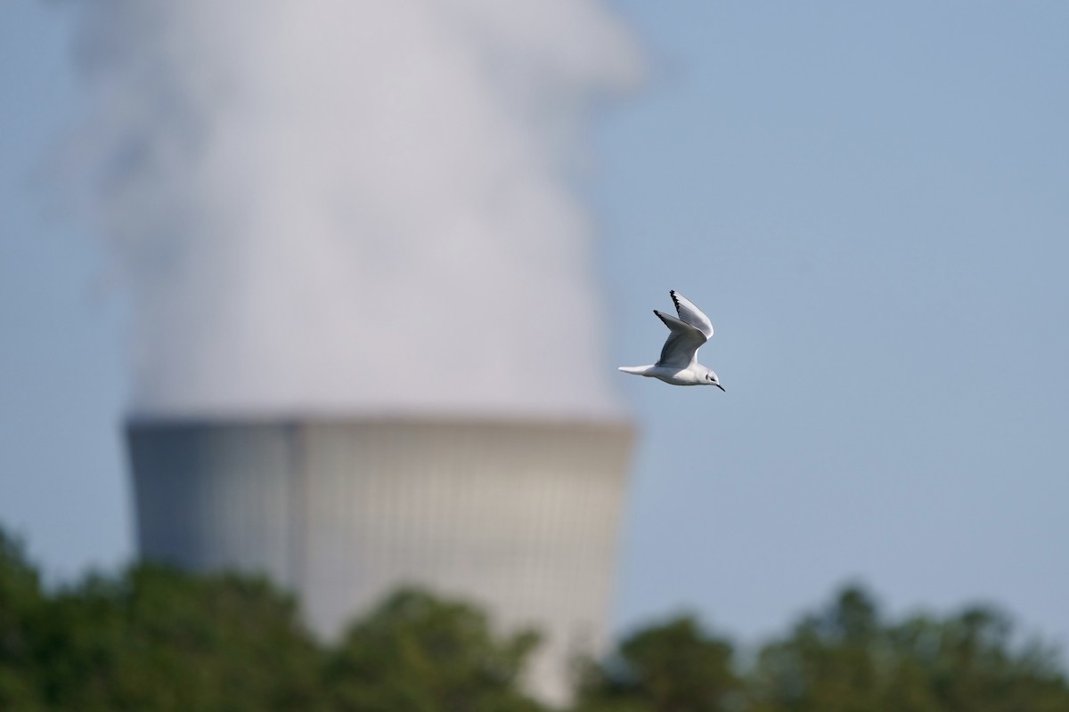 Bonaparte's Gull - ML616303333