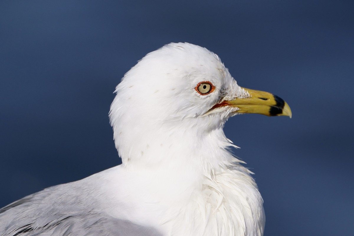 Ring-billed Gull - ML616303352