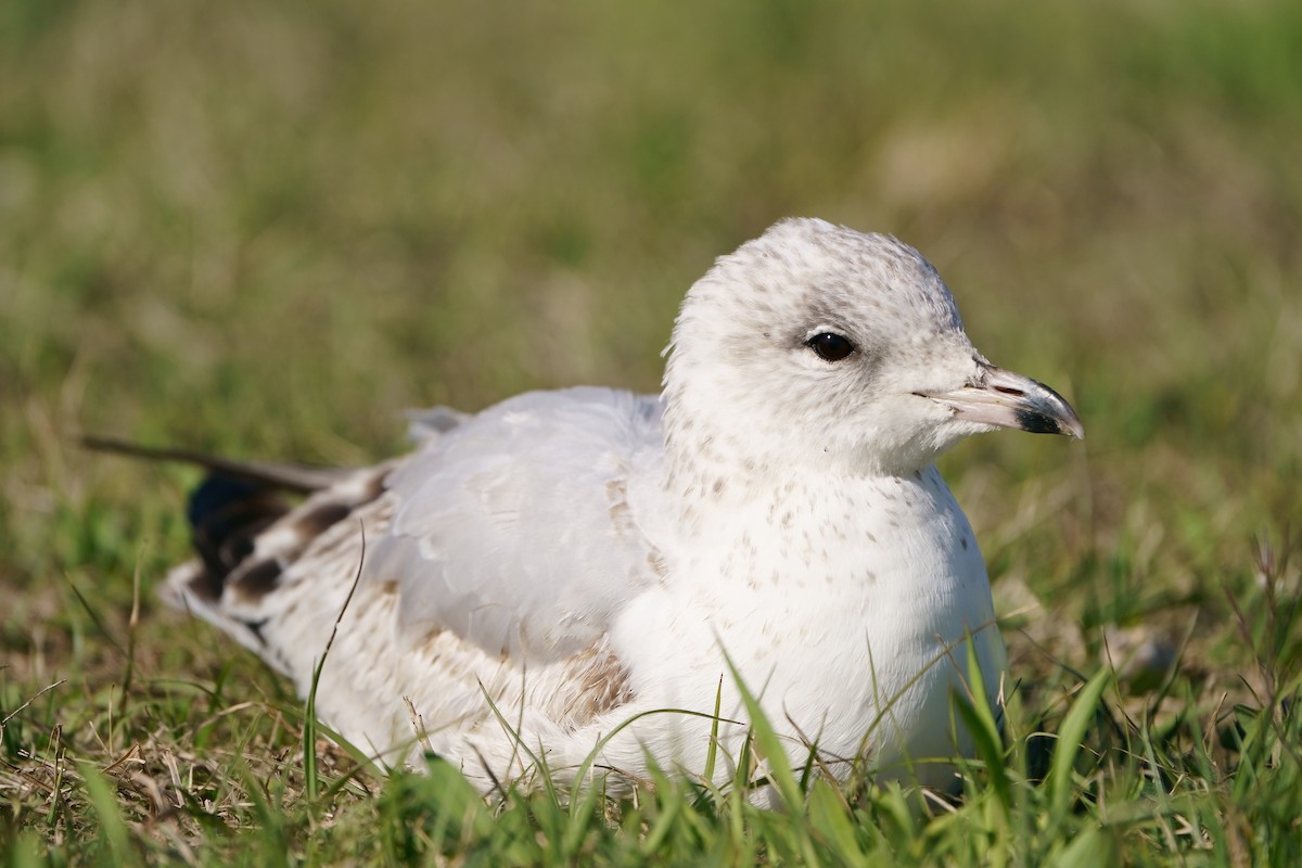 Ring-billed Gull - ML616303355