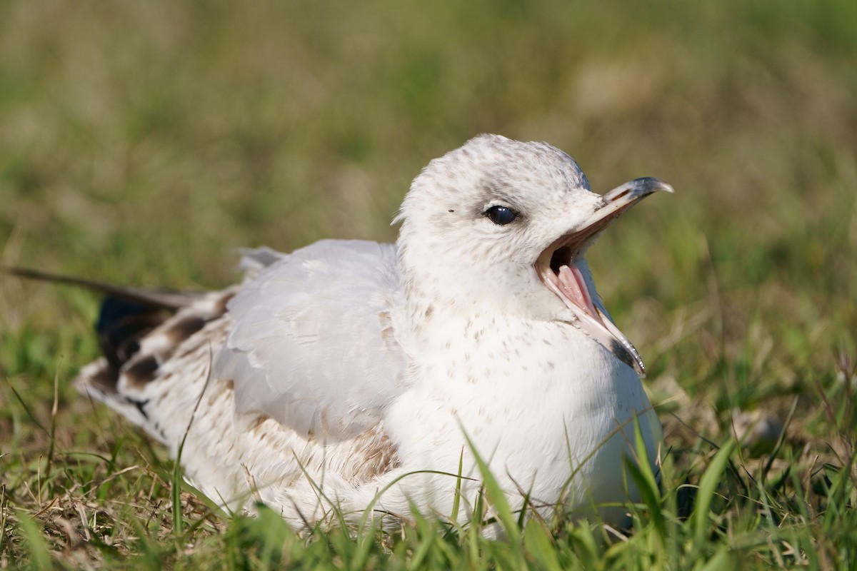 Ring-billed Gull - ML616303356