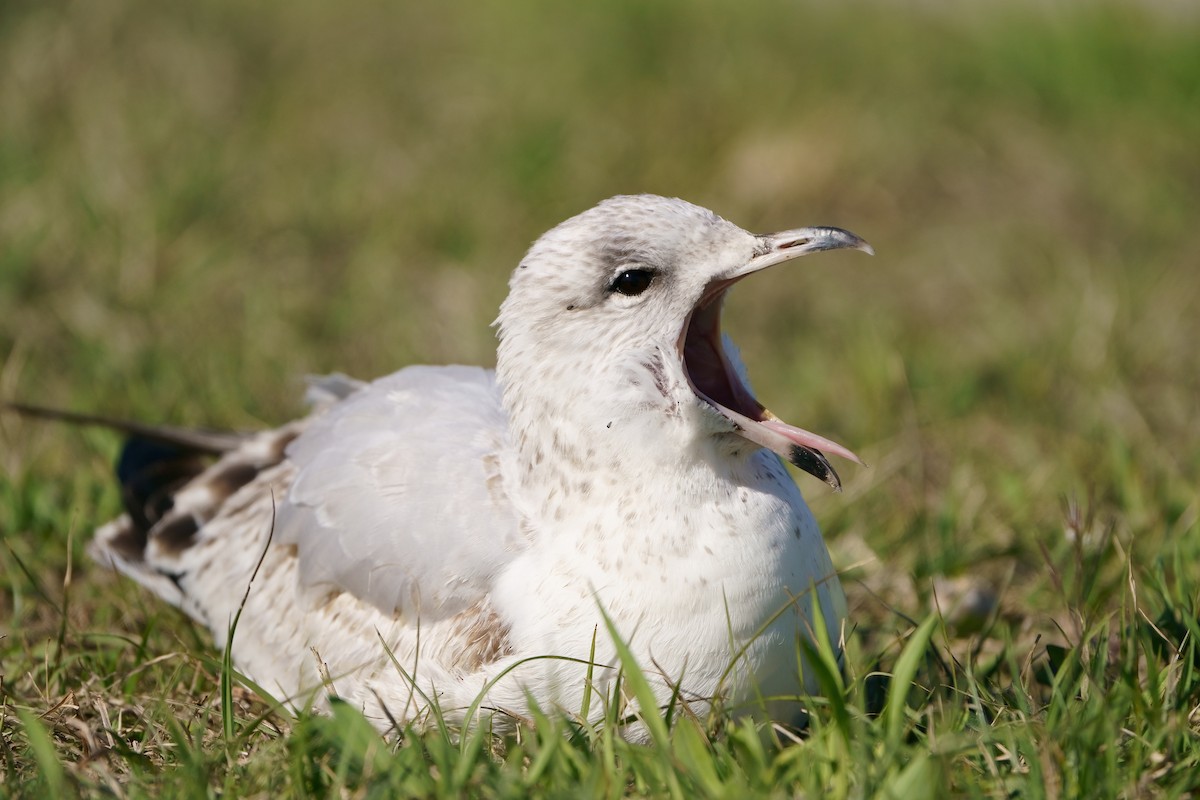 Ring-billed Gull - ML616303357