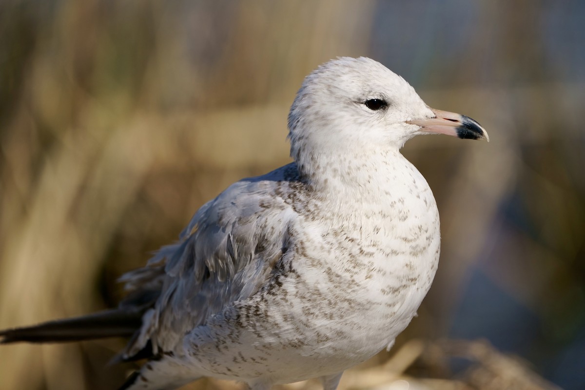 Ring-billed Gull - ML616303358