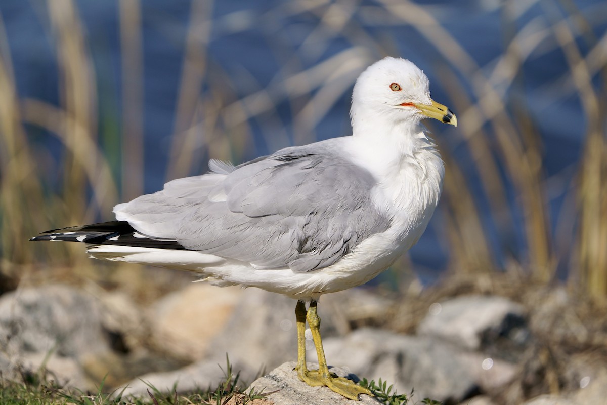 Ring-billed Gull - ML616303359