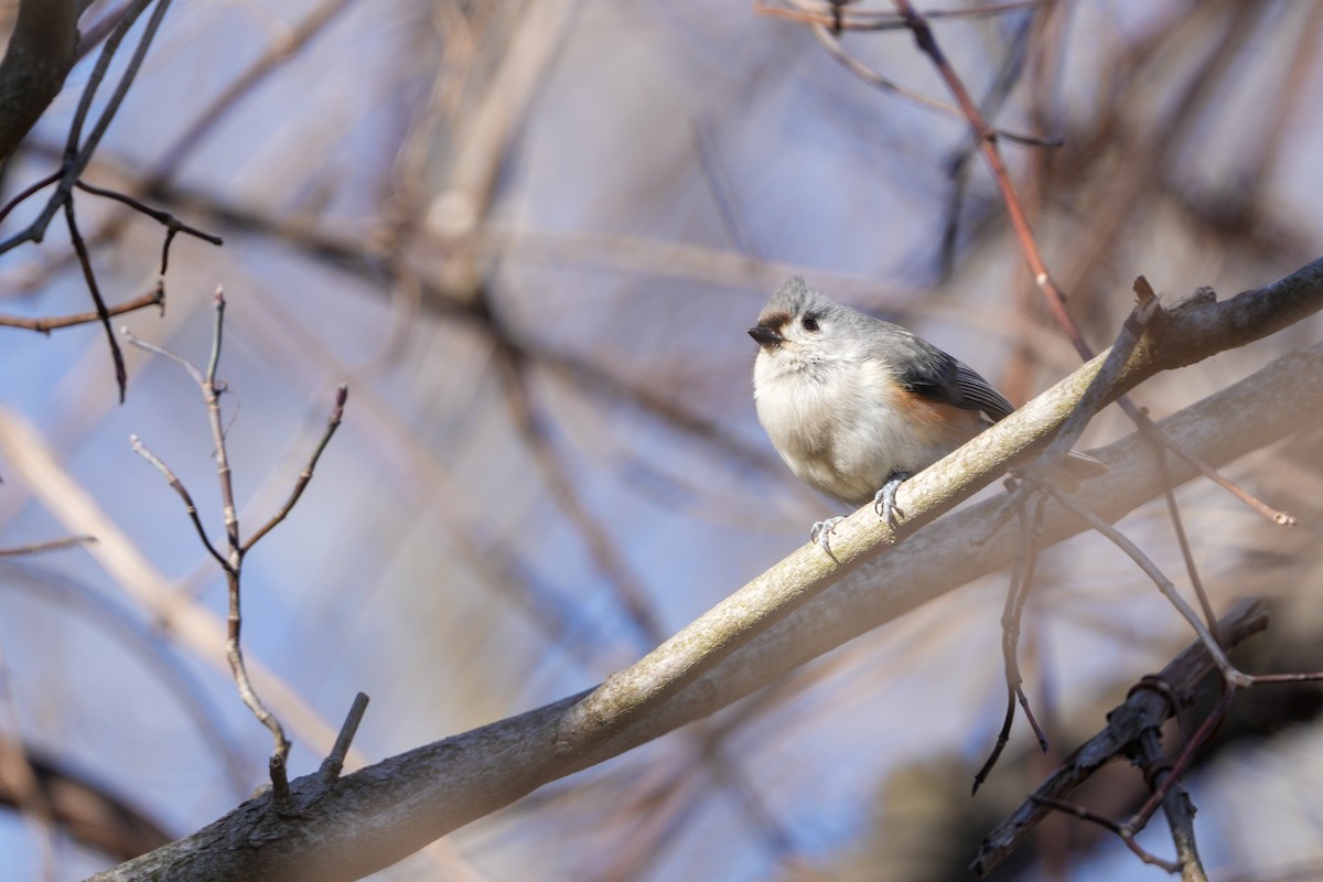 Tufted Titmouse - ML616303418