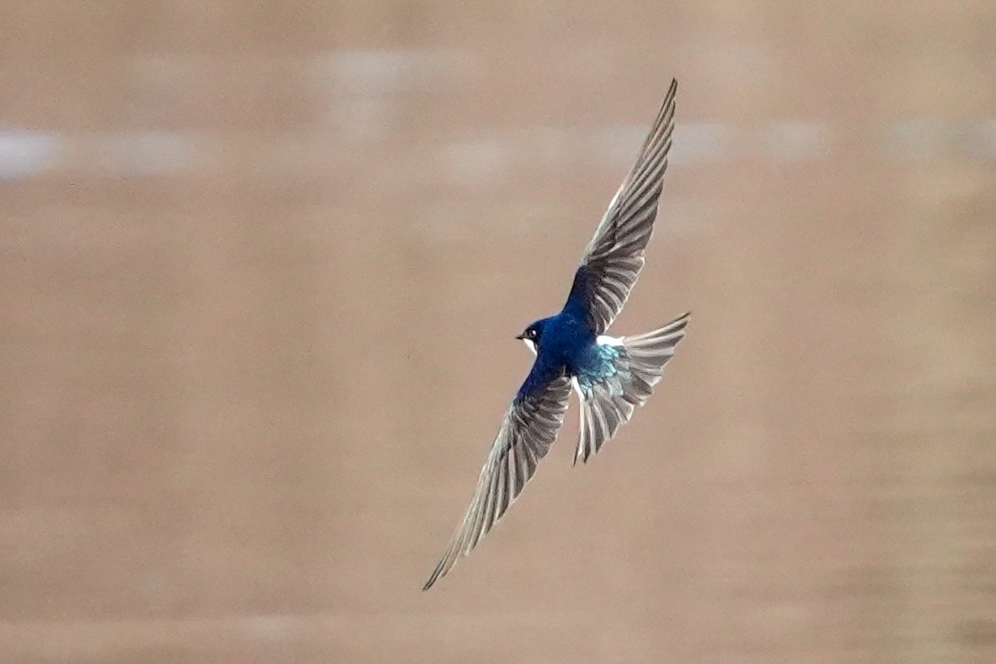 Tree Swallow - ML616303434