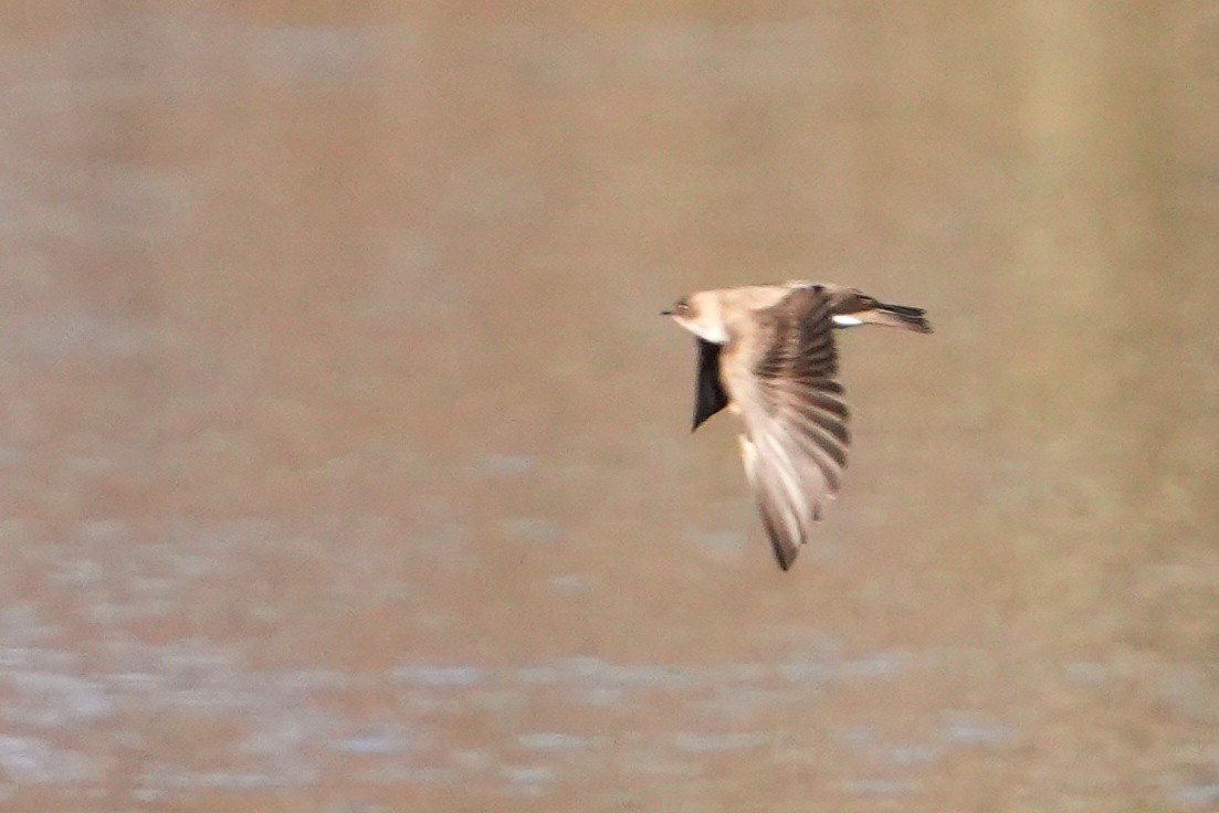Northern Rough-winged Swallow - ML616303448