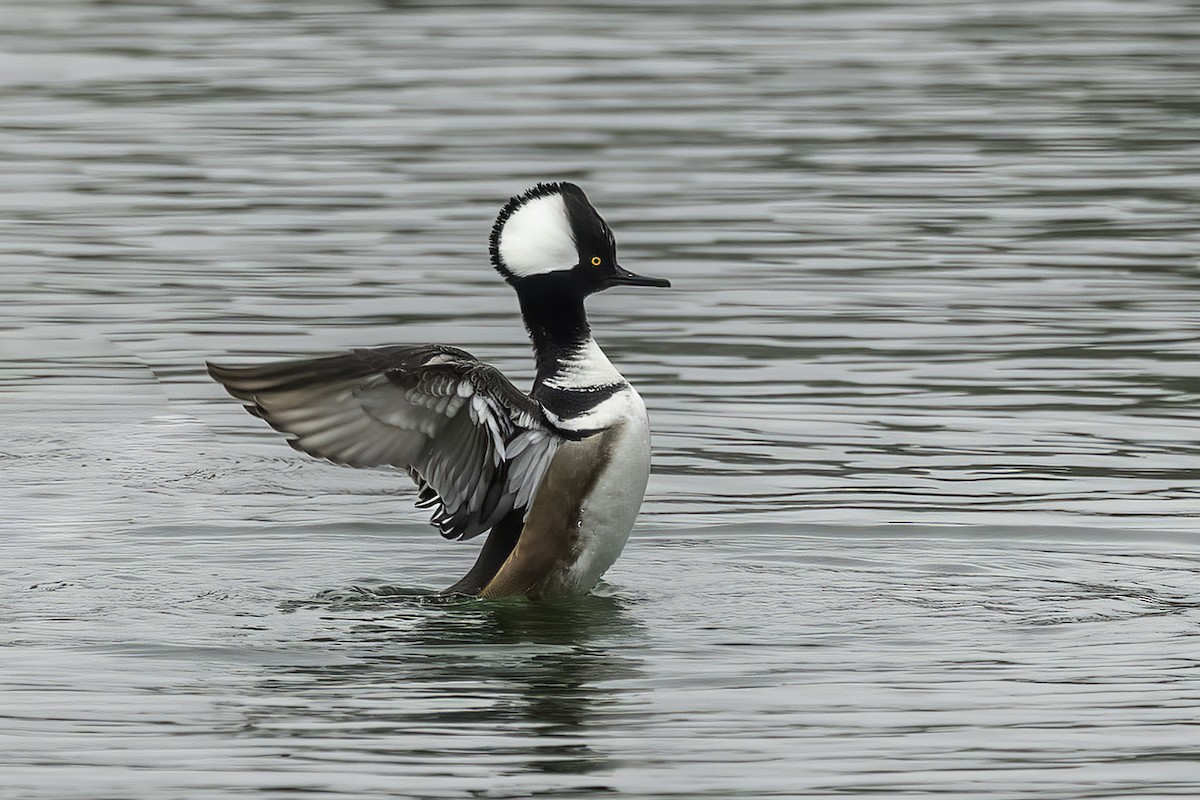 Hooded Merganser - ML616303477