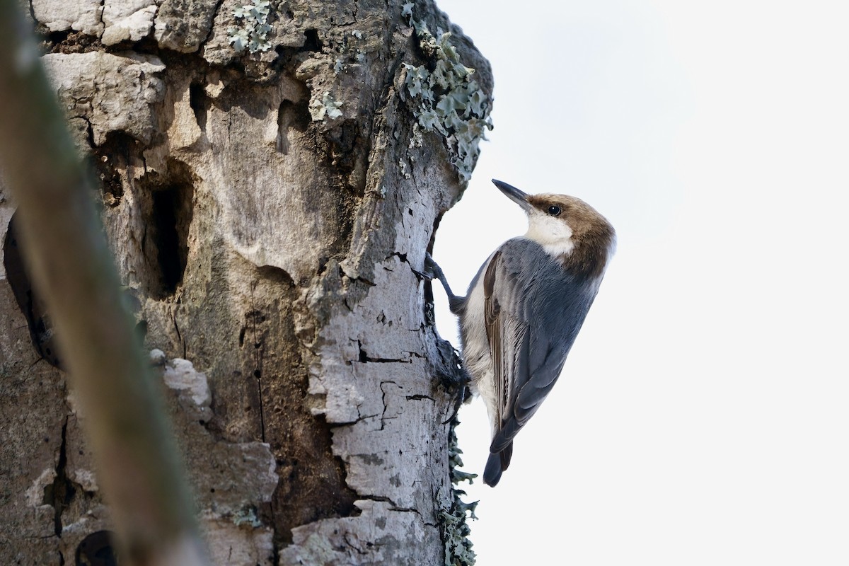 Brown-headed Nuthatch - Mitchell Dart