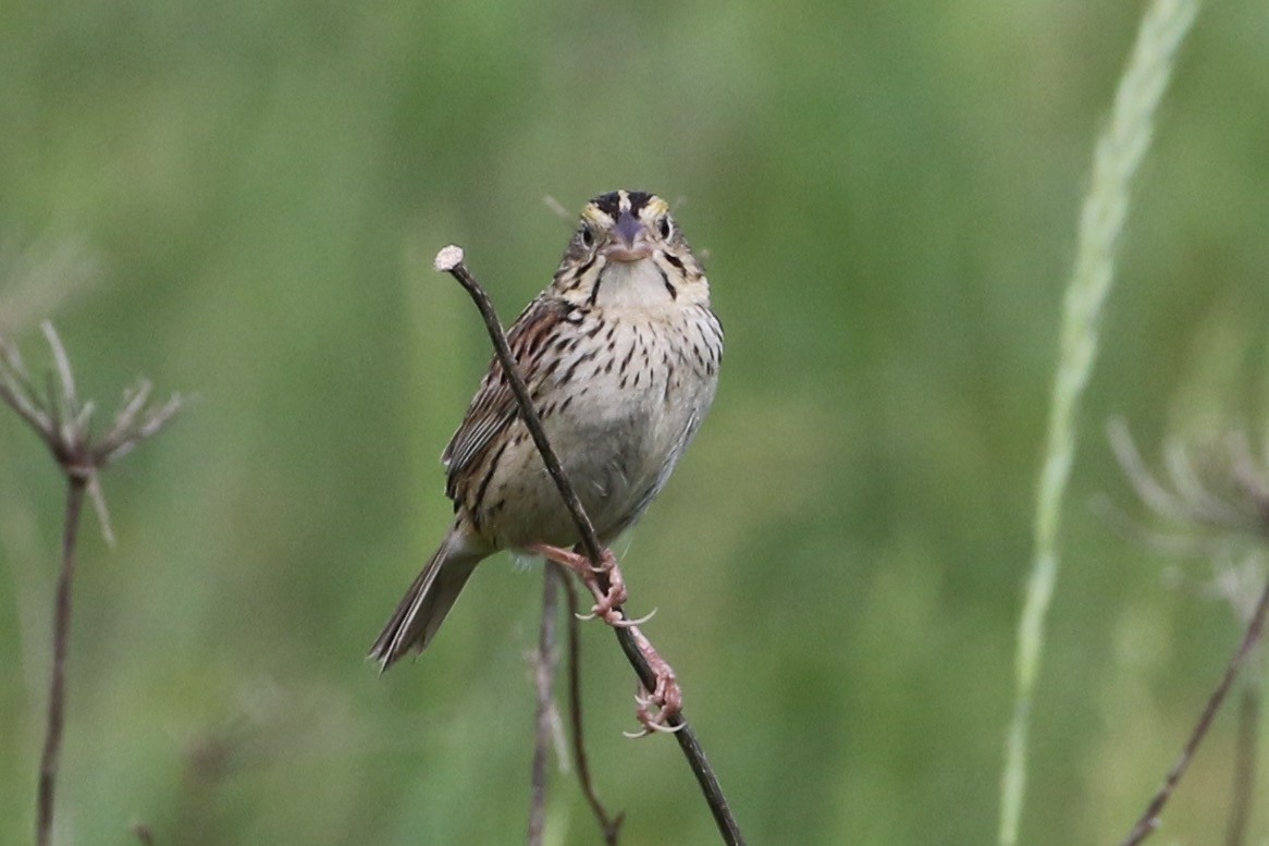 Henslow's Sparrow - ML61630351