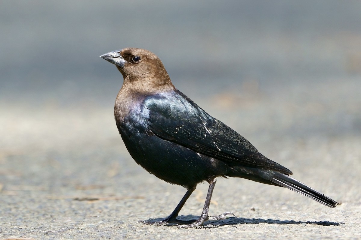 Brown-headed Cowbird - ML616303510