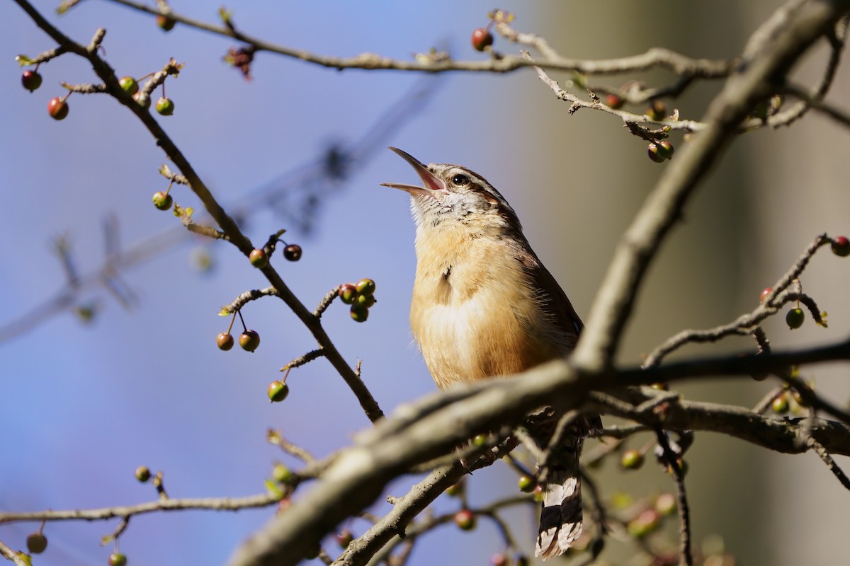 Carolina Wren - ML616303578