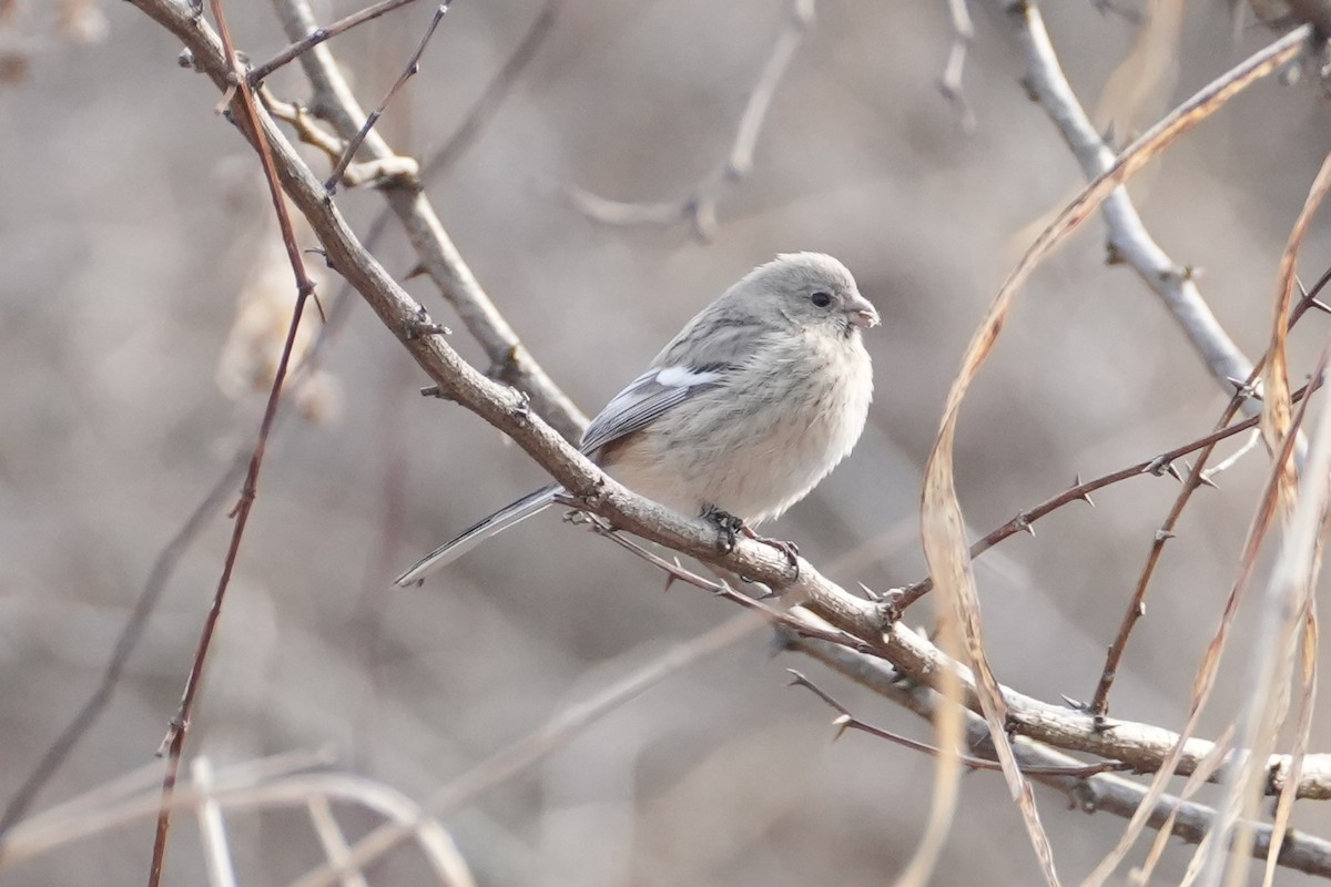 Long-tailed Rosefinch - ML616303634