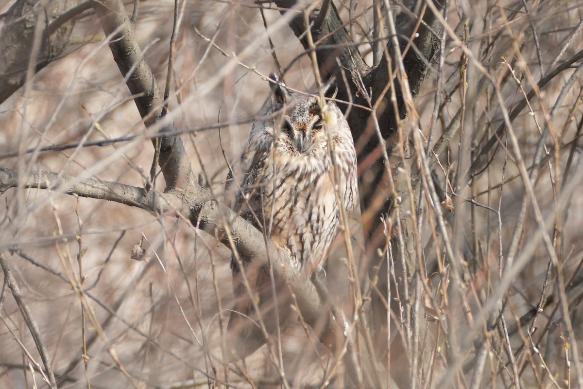 Long-eared Owl - ML616303713