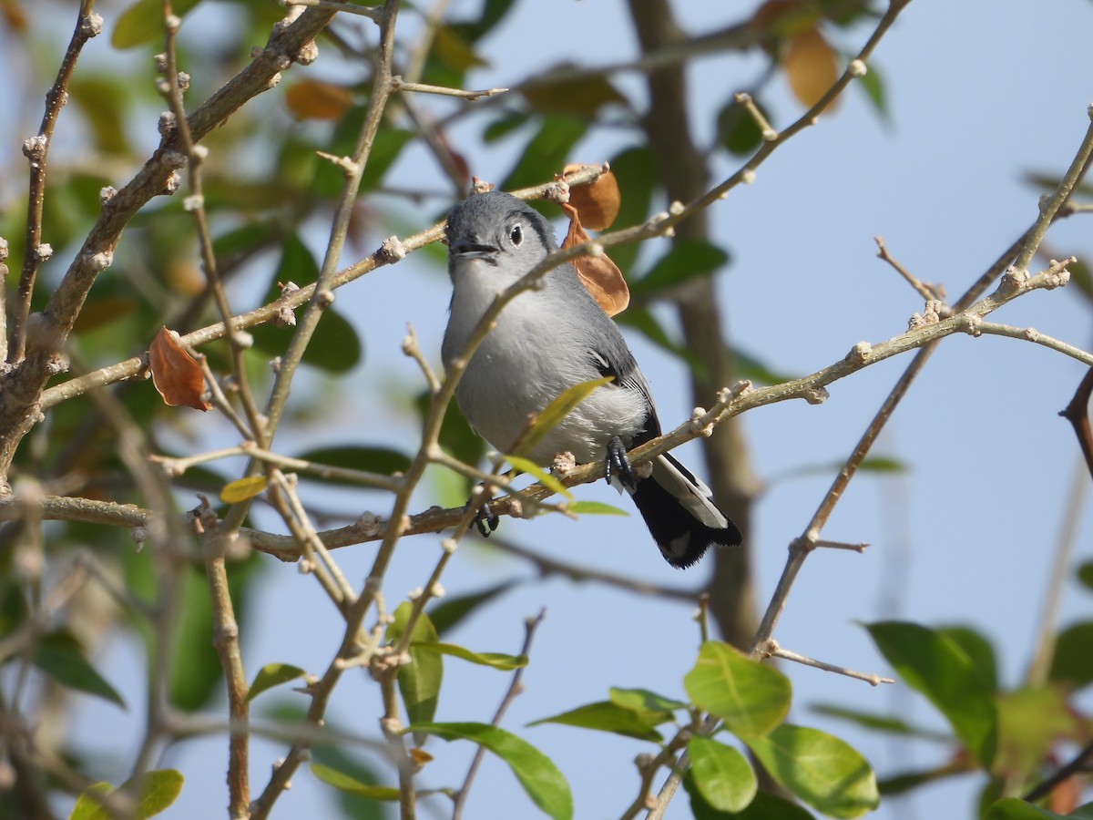 Cuban Gnatcatcher - ML616303763