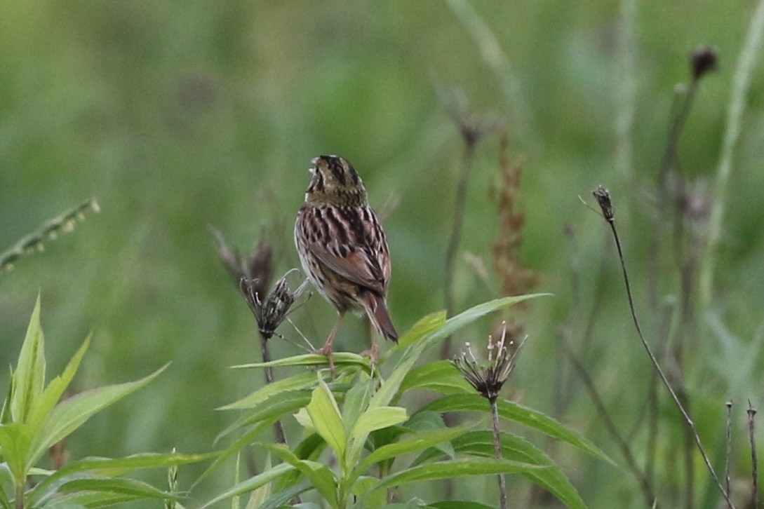 Henslow's Sparrow - ML61630381