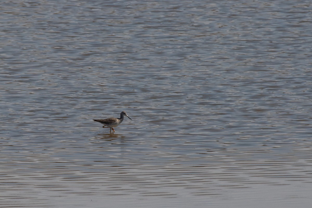 Greater Yellowlegs - ML616303846