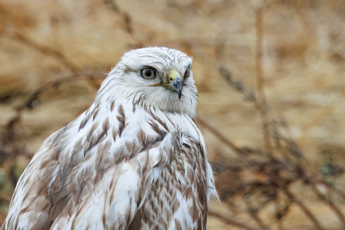 Тарлан сар - ML616303875