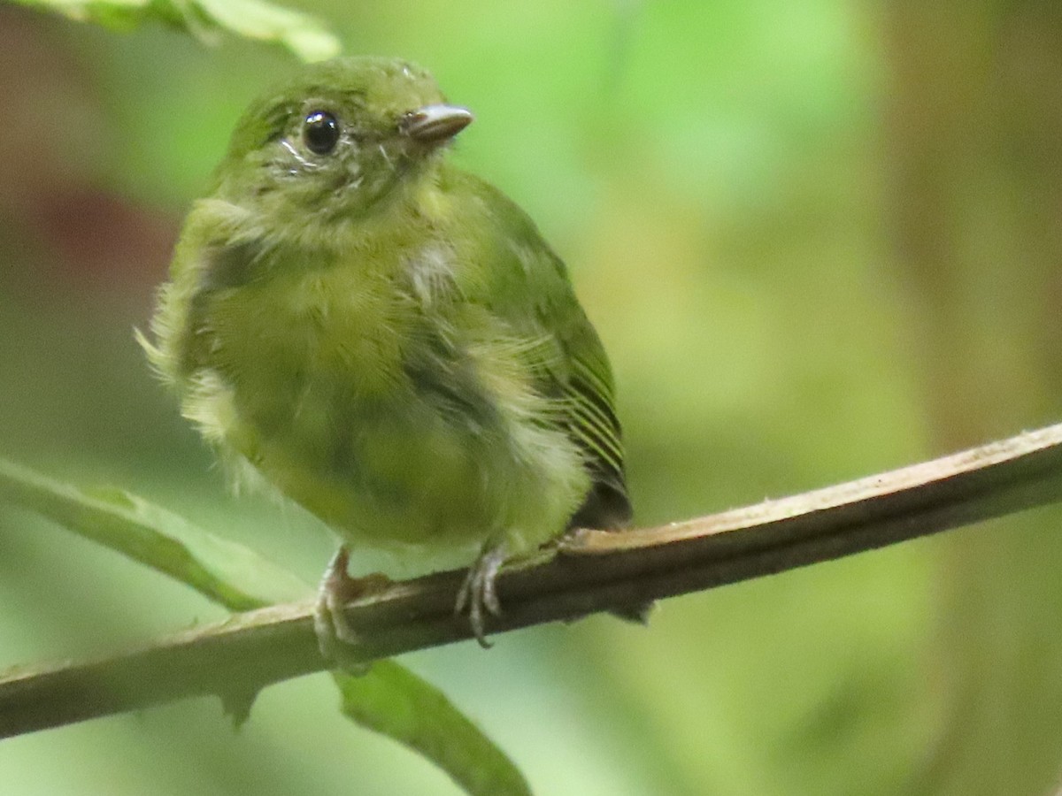 Green Manakin - ML616303910