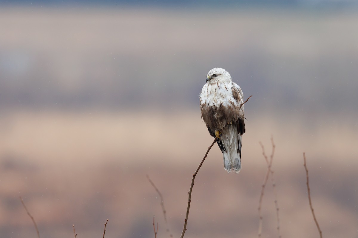 Тарлан сар - ML616303962