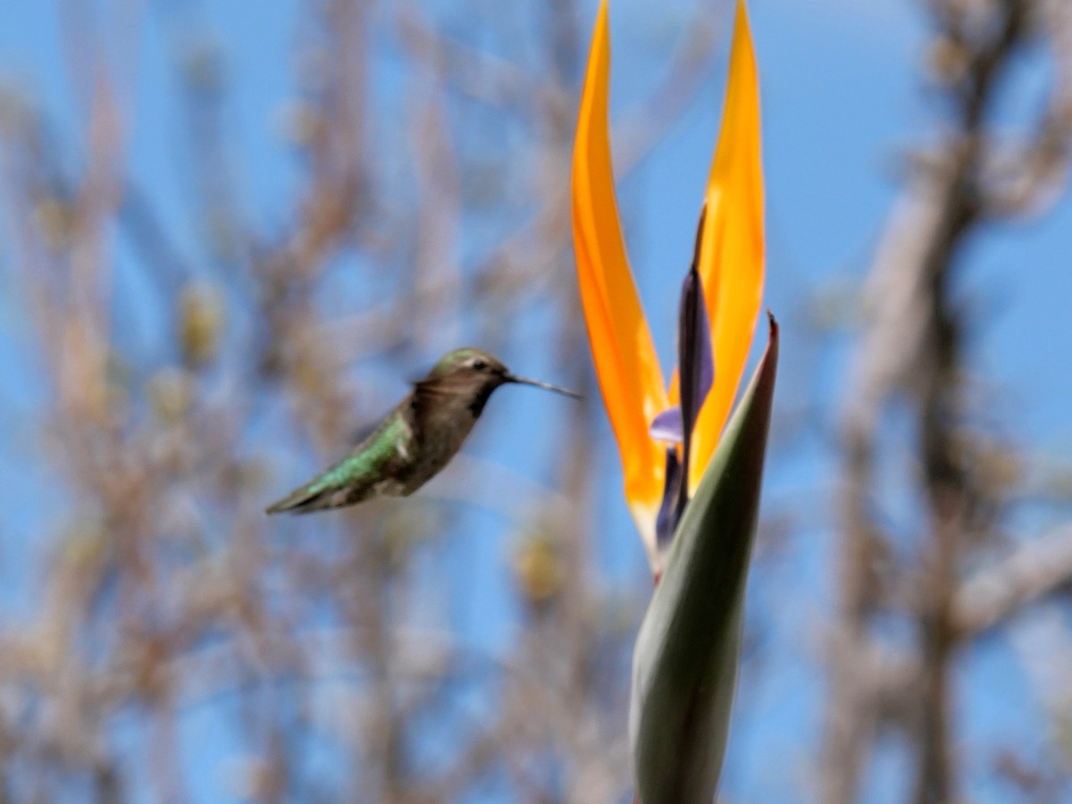 Anna's Hummingbird - ML616303968