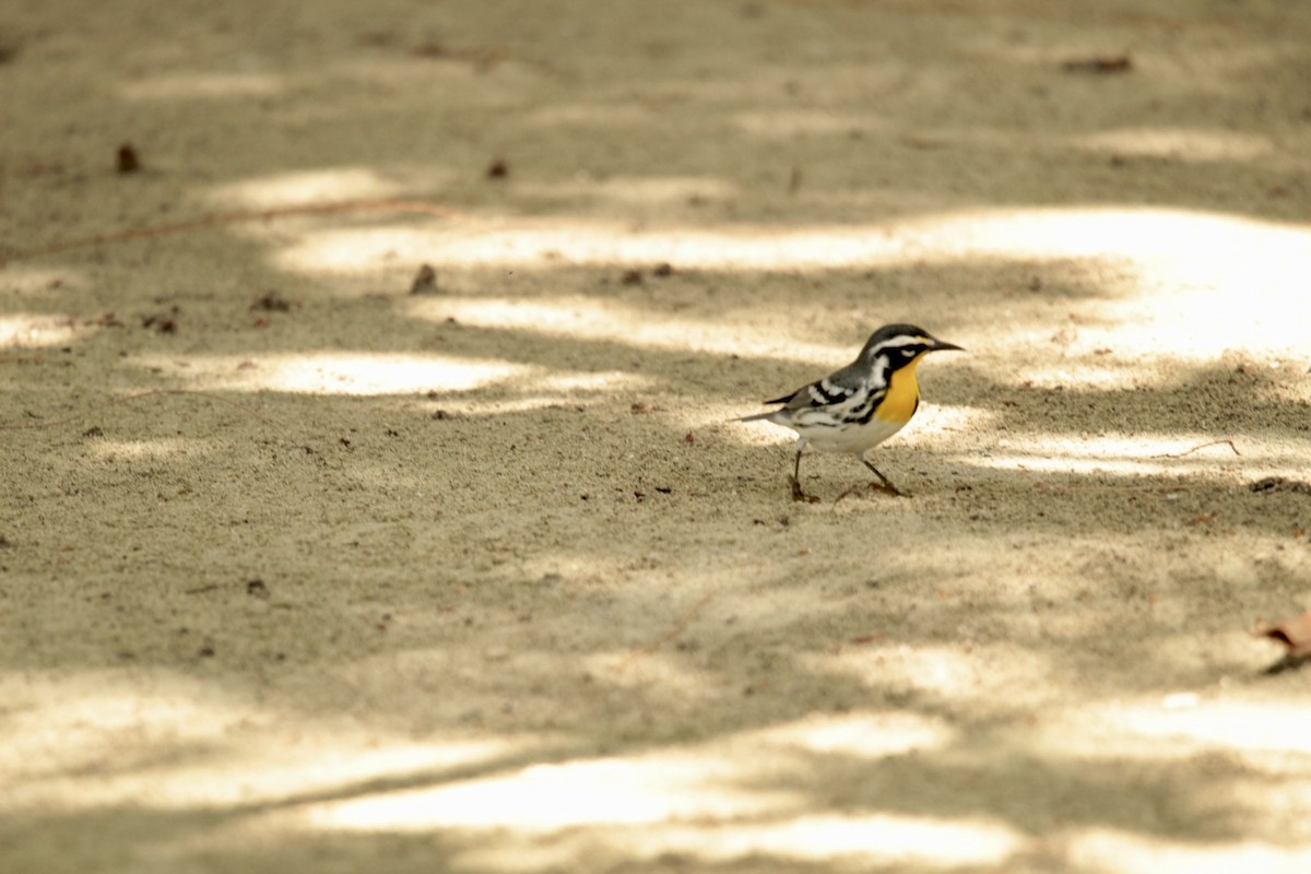 Yellow-throated Warbler - ML616303970