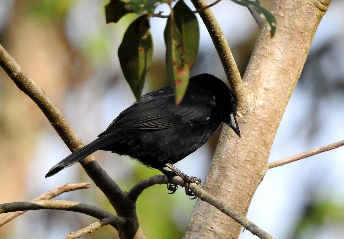 White-lined Tanager - Jorge Eduardo Mariño Indaburu @SmartBirding