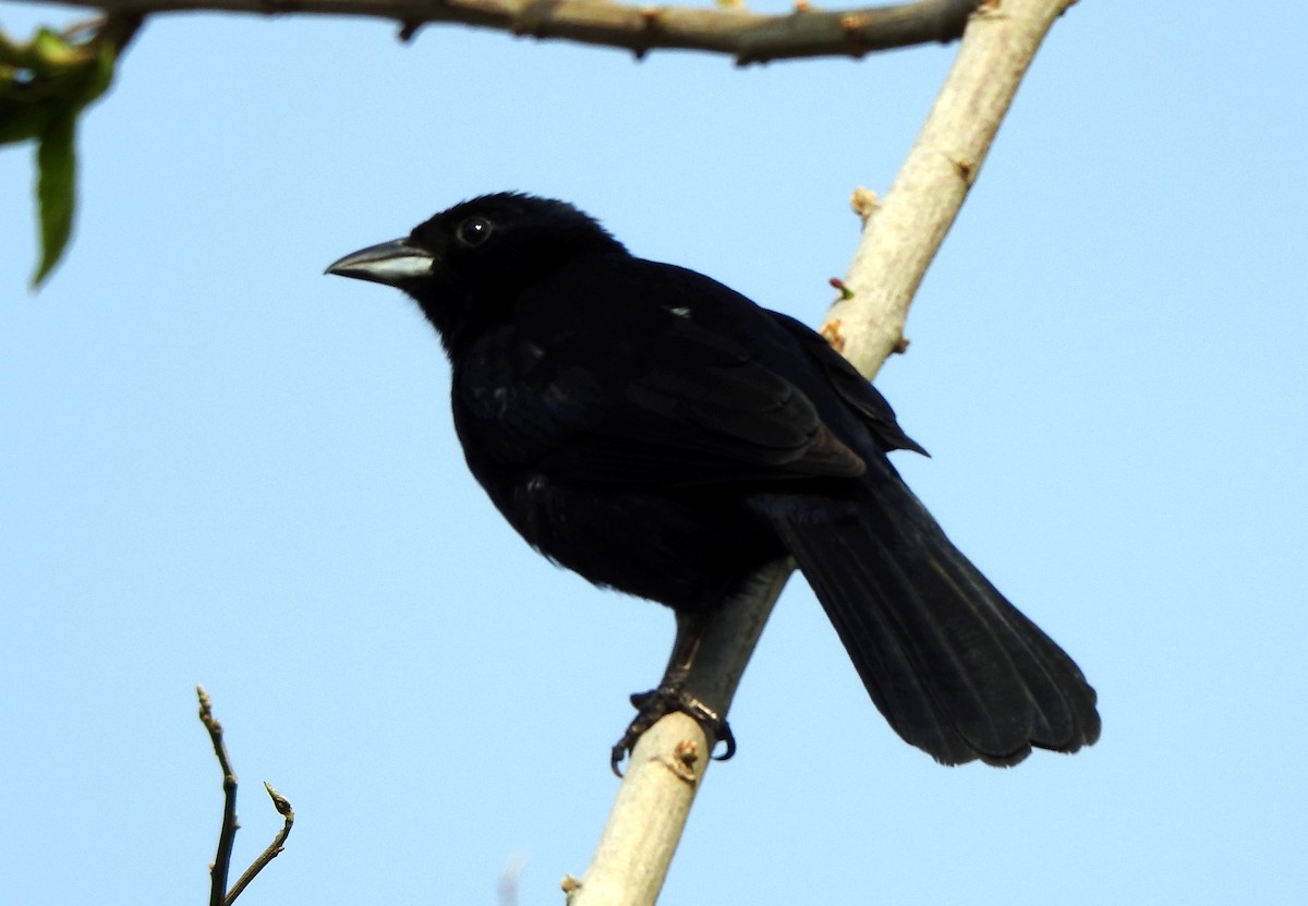 White-lined Tanager - ML616303973