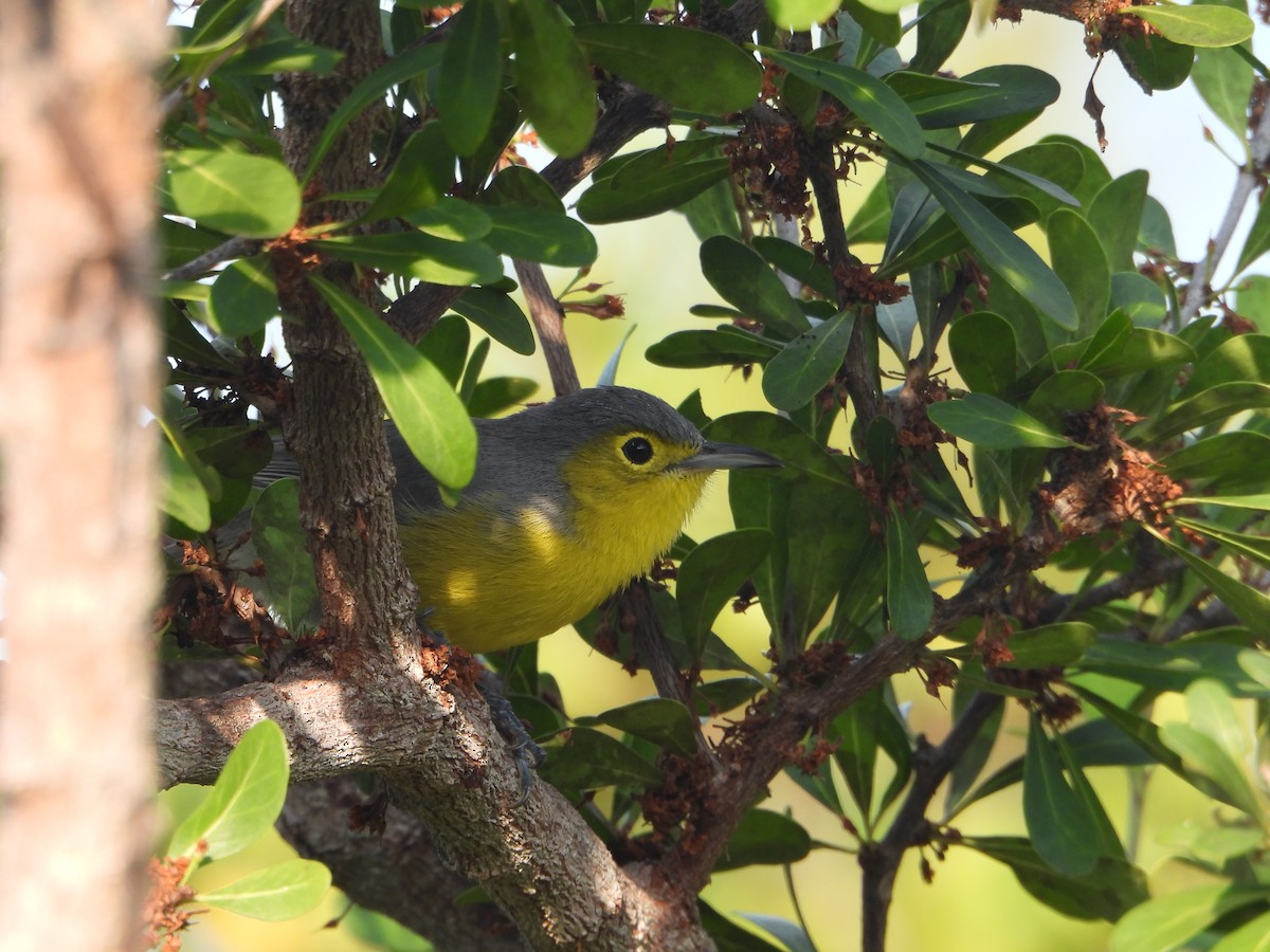 Oriente Warbler - ML616303982