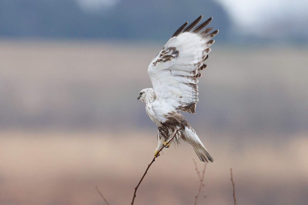 Rough-legged Hawk - Kasia & Takashi Someya