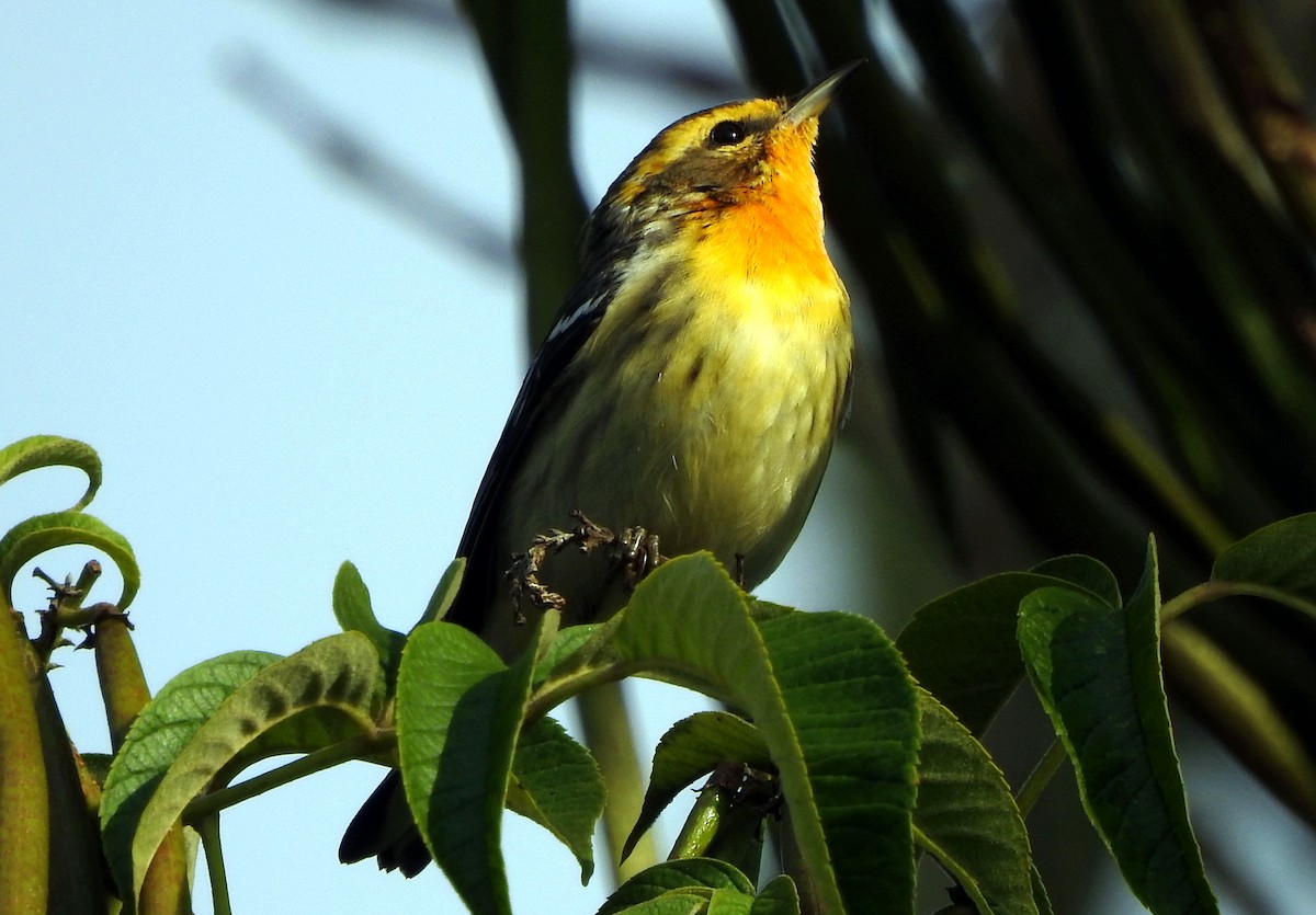 Blackburnian Warbler - ML616304003