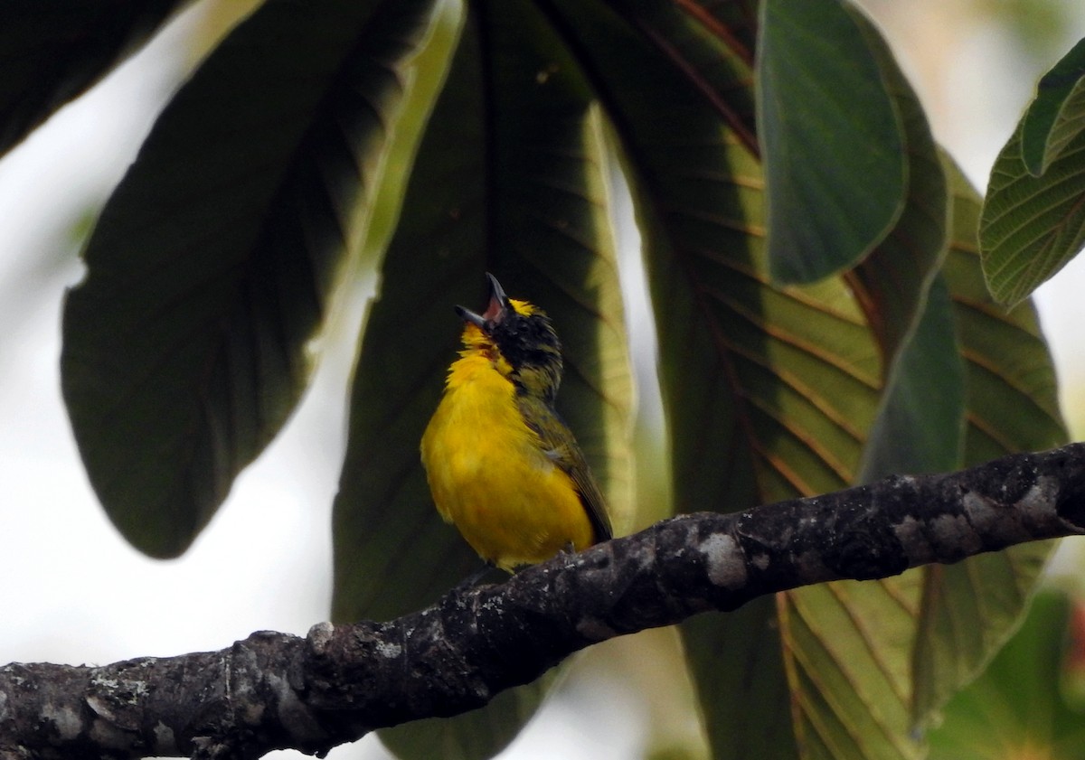 Thick-billed Euphonia - Jorge Eduardo Mariño Indaburu @SmartBirding