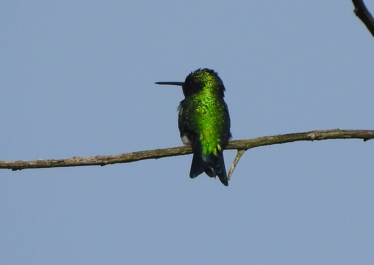 Red-billed Emerald - ML616304080