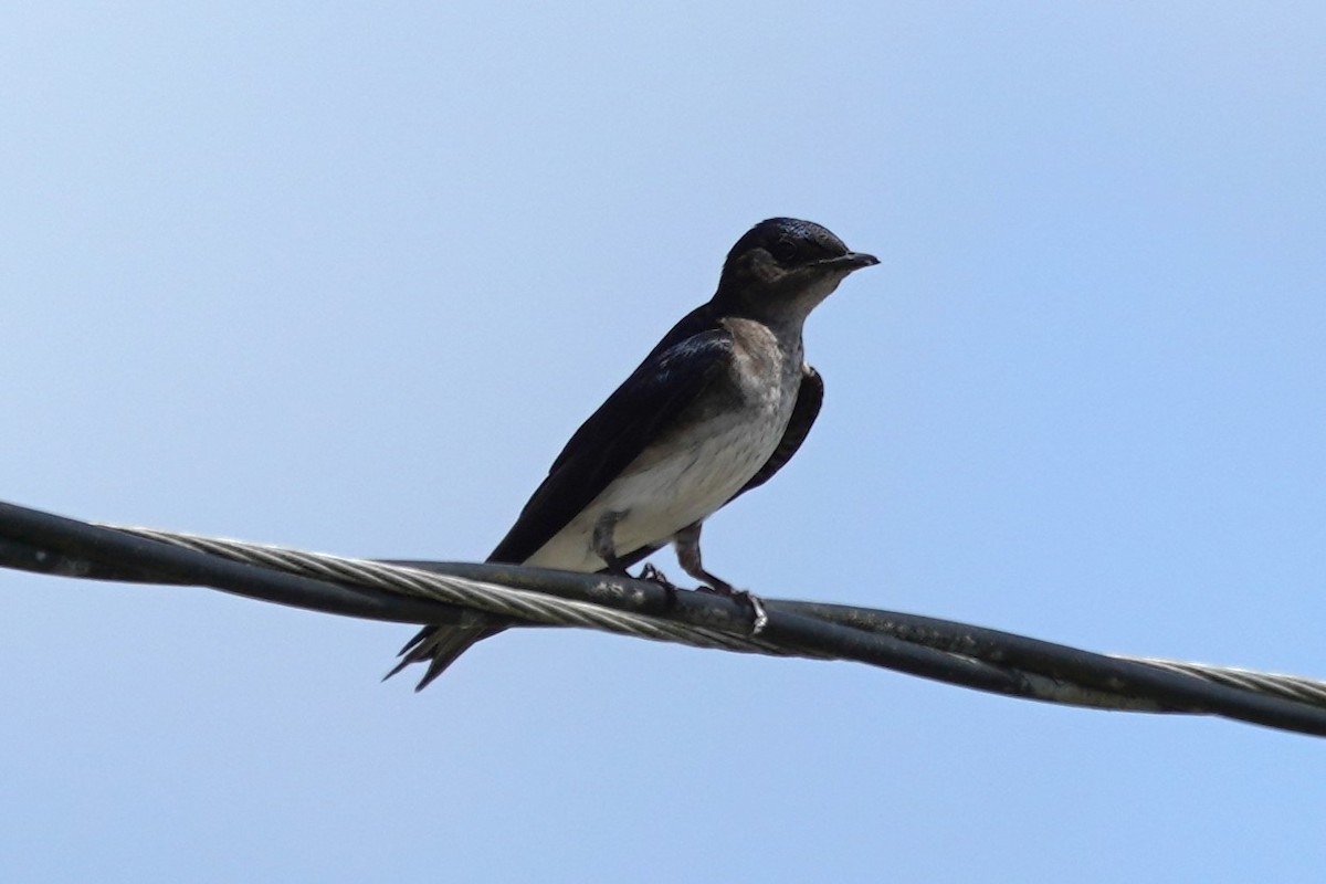 Gray-breasted Martin - ML616304121