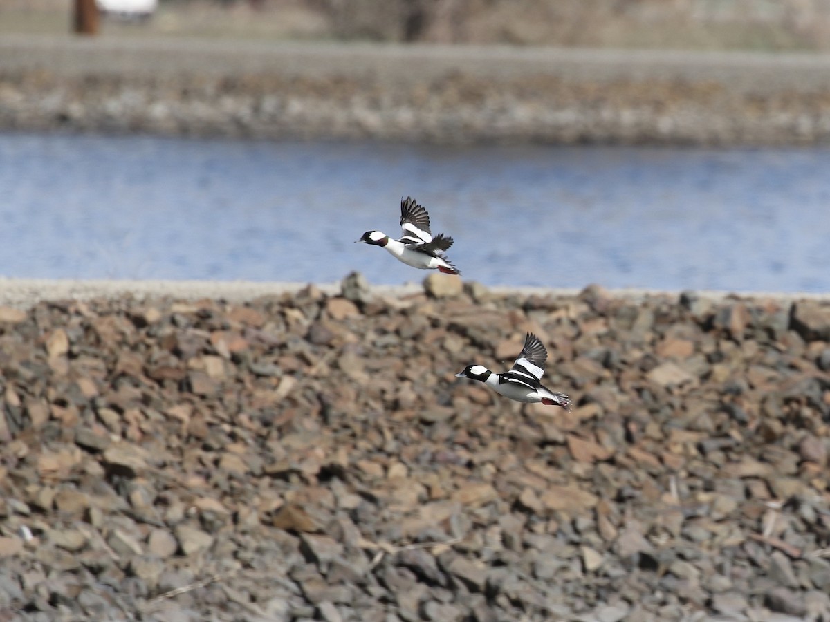 Bufflehead - ML616304220