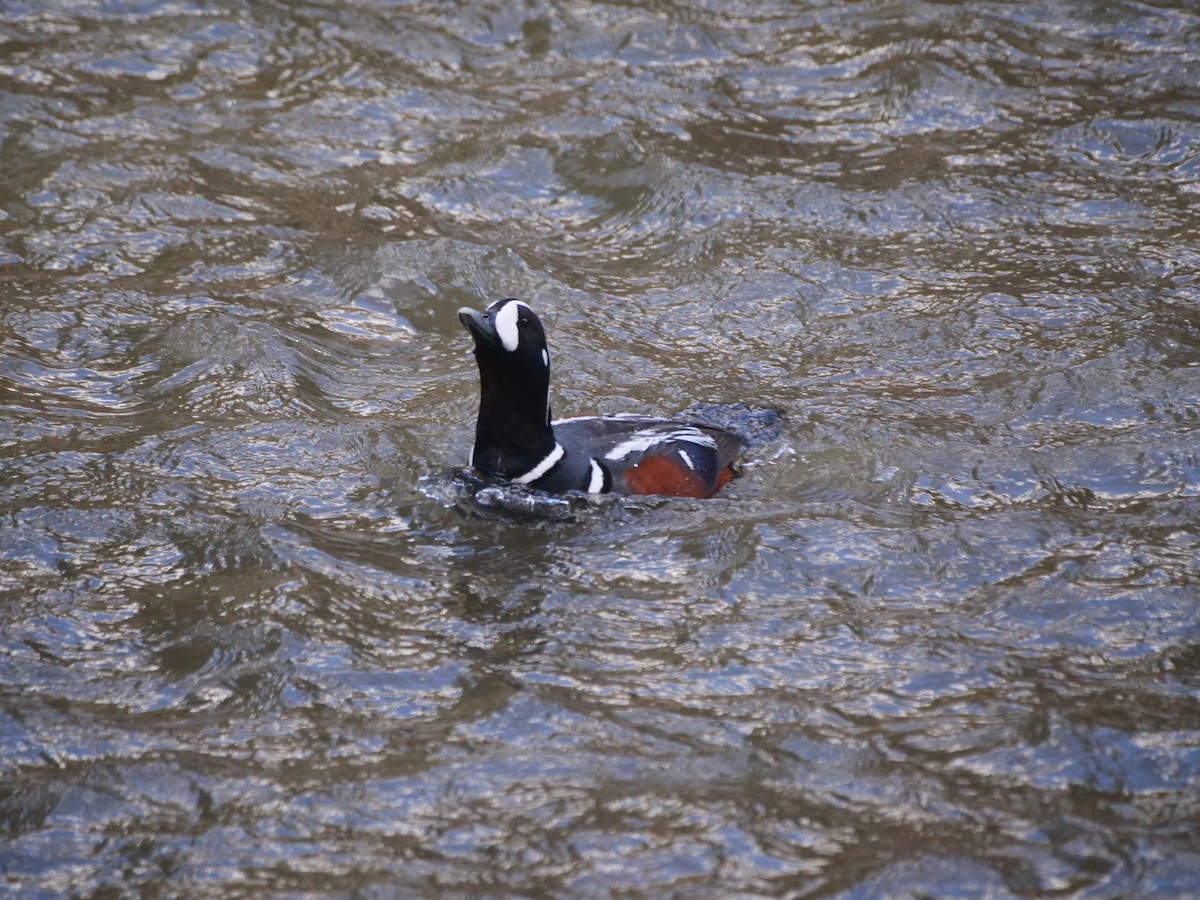 Harlequin Duck - Brett Hartl