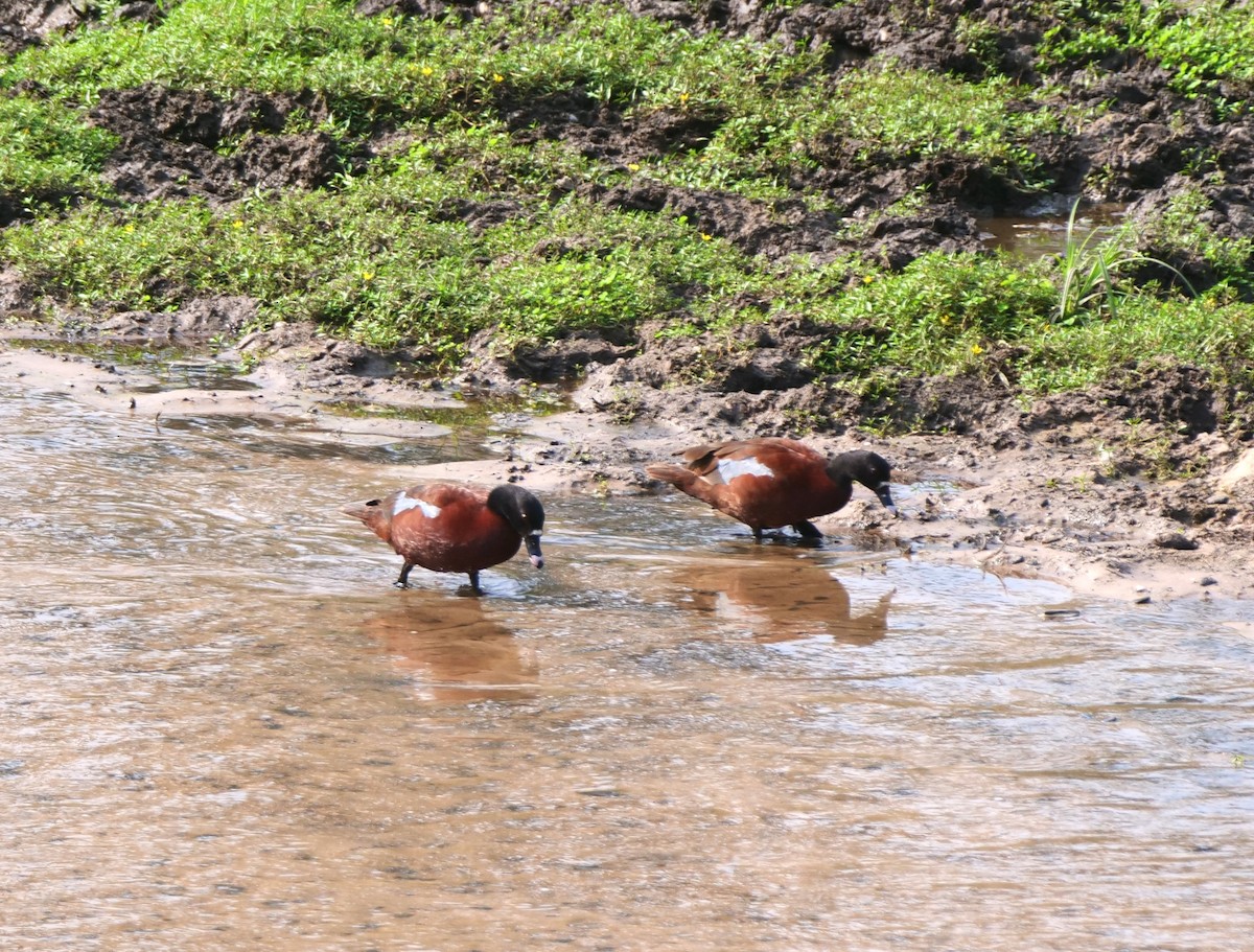 Hartlaub's Duck - ML616304304