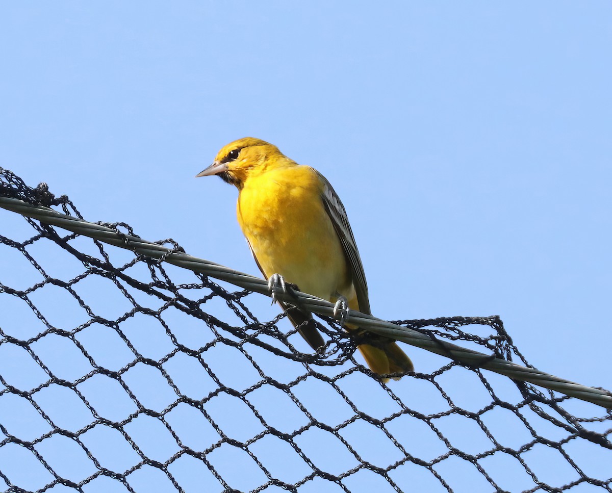 Bullock's Oriole - David Ekdahl