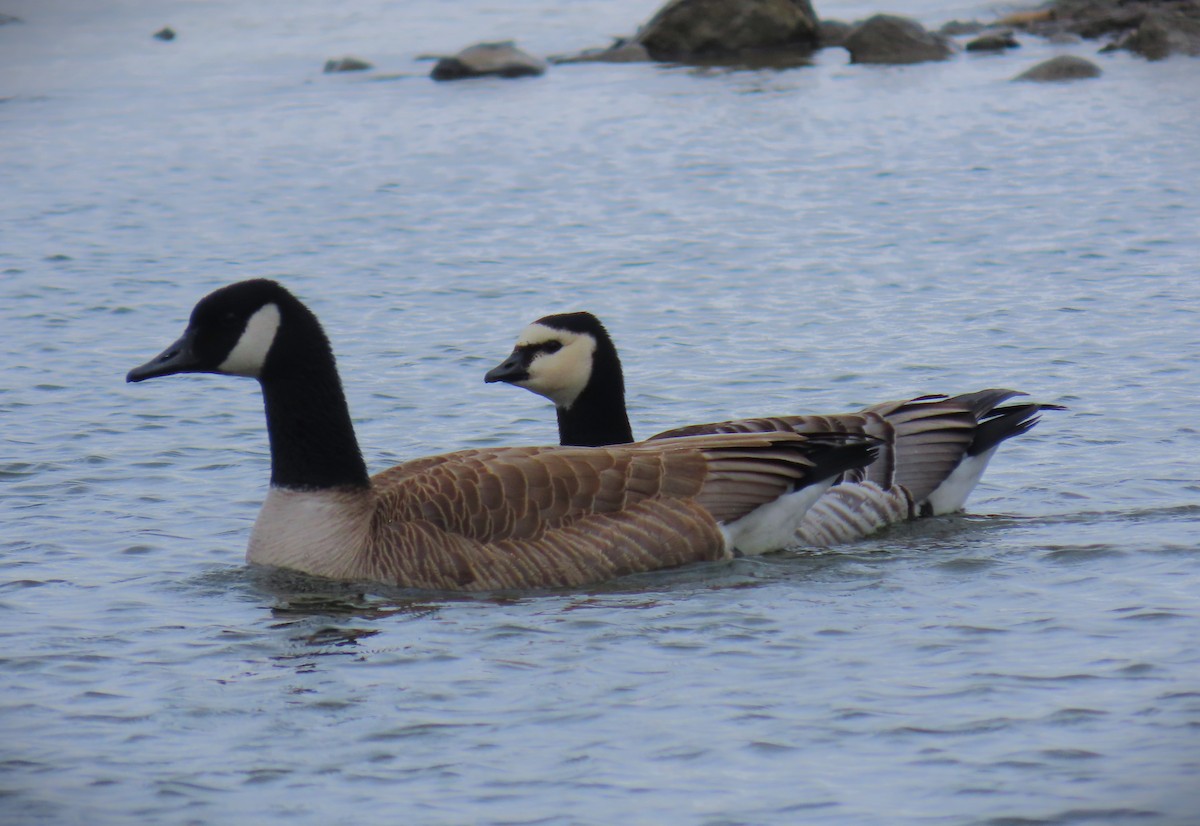 Barnacle Goose - ML616304366