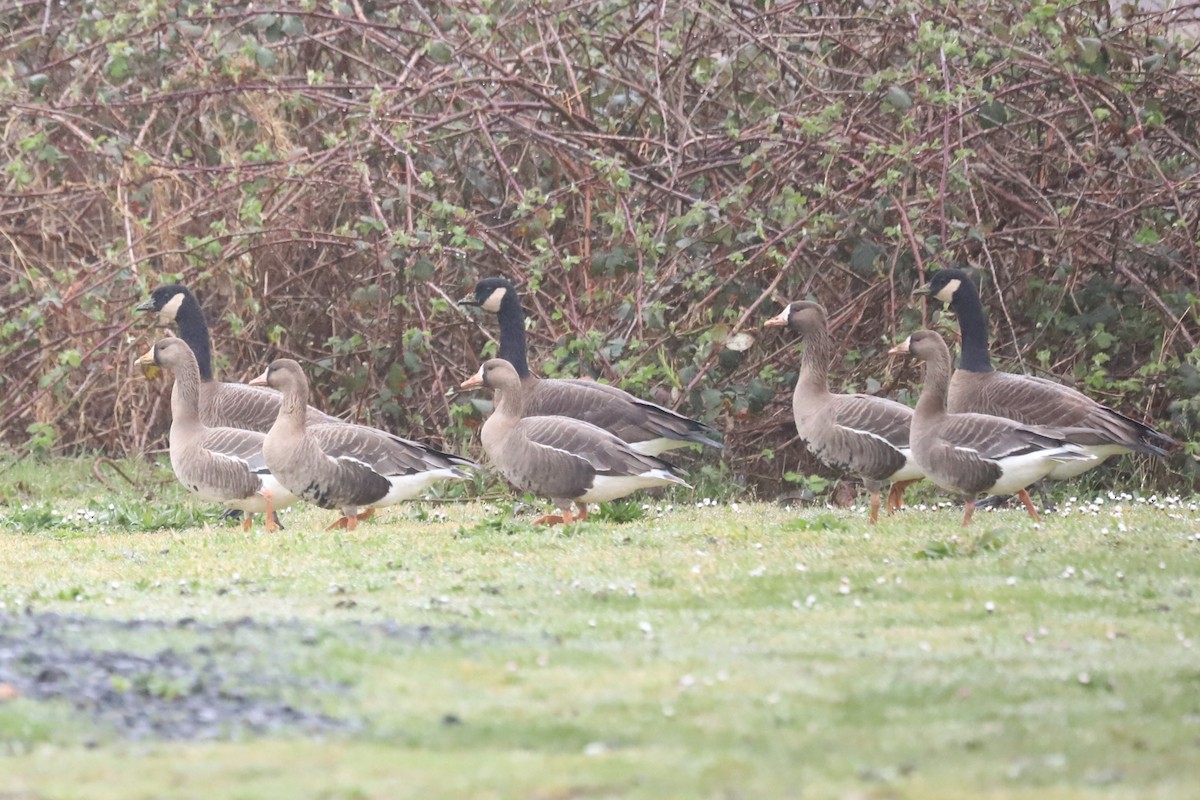 Greater White-fronted Goose - Grace Thornton