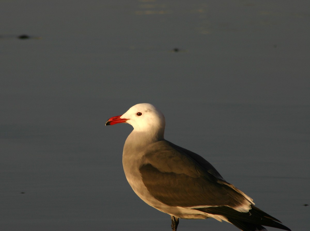 Heermann's Gull - Brett Hartl