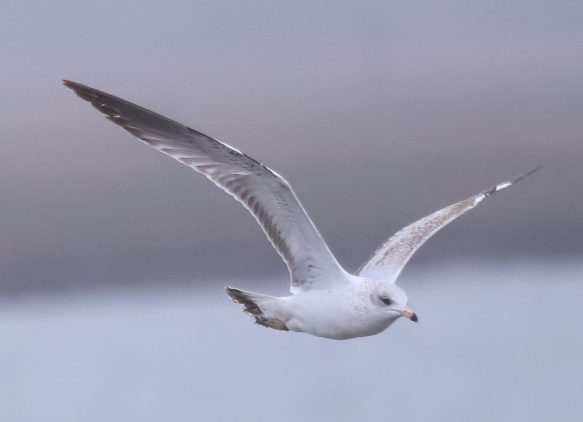 Ring-billed Gull - Grace Thornton