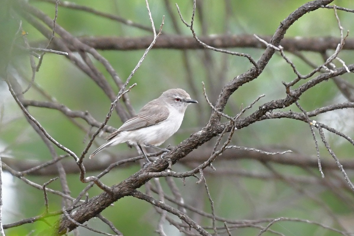 Western Gerygone - Terry Rosenmeier