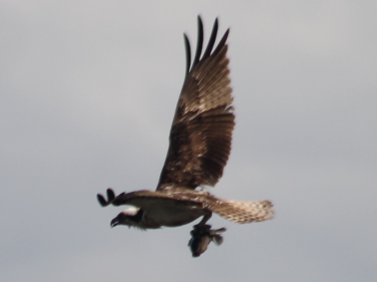 Águila Pescadora - ML616304450