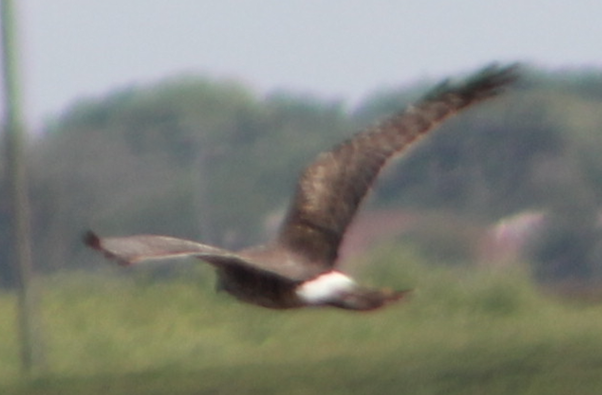 Northern Harrier - ML616304462